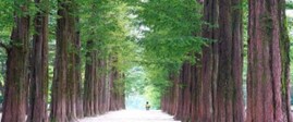 南怡島的樹林步道